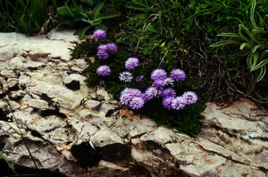 Fiori dei Monti Martani-Particolare