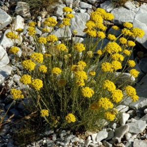 Helichrysum italicum