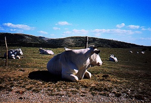 Monti Martani-Mucca