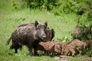 apertura-cinghiale2