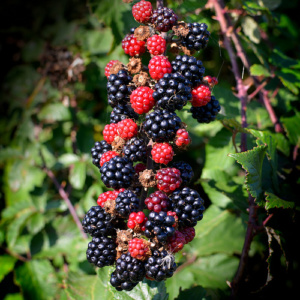 The year draws on and the hedgerows are loaded with fruits of various kinds.