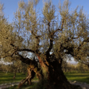 olivo macciano